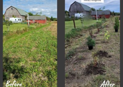 Two images side by side showing before and after planting of a hedgerow at a rural residential property.