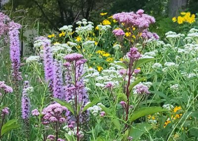Image of Ontario native plants with pink, violet, and white flowers in the foreground, and various yellow flowers in the midground and background.
