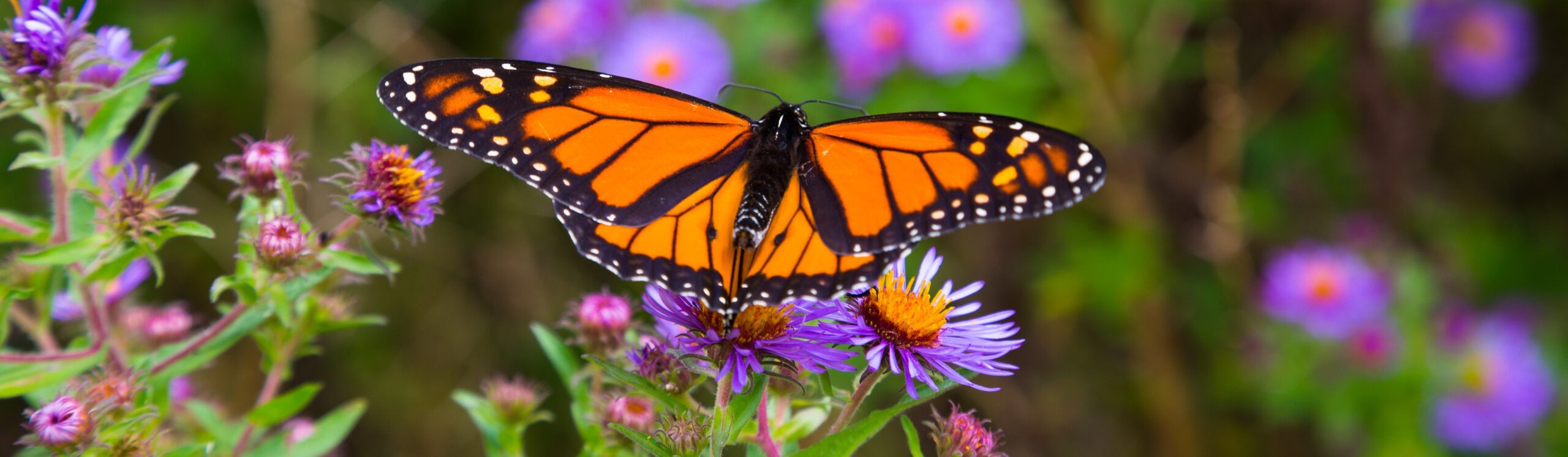 Monarch butterfly Orange and black Monarch butterfly on purple flowers with its wings open.